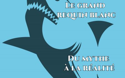 Première Illustration Affiche Le Grand Requin Blanc
