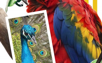 Première Affiche Toucan