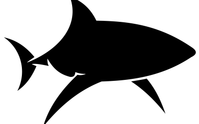Cinquième Illustration Requin Blanc ( 2 version )
